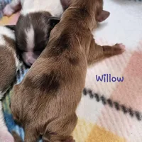 Willow, a female Shih Tzu and Miniature Dachshund for sale in Goshen, IN – Photo 6 of 7