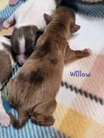 Willow, a female Shih Tzu and Miniature Dachshund for sale in Goshen, IN – Photo 1 of 2