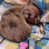 Willow, a female Shih Tzu and Miniature Dachshund for sale in Goshen, IN – Photo 3 of 7