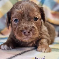 Willow, a female Shih Tzu and Miniature Dachshund for sale in Goshen, IN – Photo 1 of 7