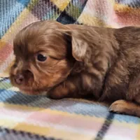 Willow, a female Shih Tzu and Miniature Dachshund for sale in Goshen, IN – Photo 2 of 7