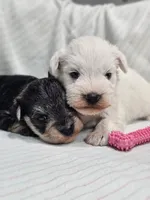 Tandy, a female Miniature Schnauzer for sale in Goshen, IN – 5 of 10
