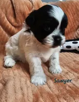 Sawyer, a male Shihpoo for sale in Goshen, IN – 7 of 10