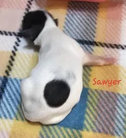 Sawyer, a male Shihpoo for sale in Goshen, IN – Photo 2 of 5