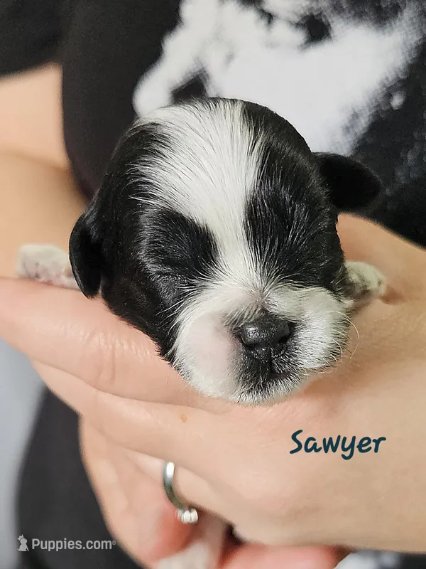 Sawyer – Shihpoo puppy for sale in Goshen, IN