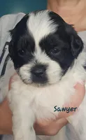 Sawyer, a male Shihpoo for sale in Goshen, IN – 9 of 10