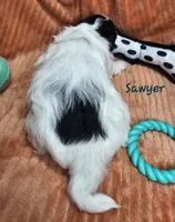 Sawyer, a male Shihpoo for sale in Goshen, IN – 8 of 10