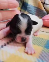 Sawyer, a male Shihpoo for sale in Goshen, IN – Photo 4 of 5