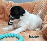 Sawyer, a male Shihpoo for sale in Goshen, IN – 10 of 10
