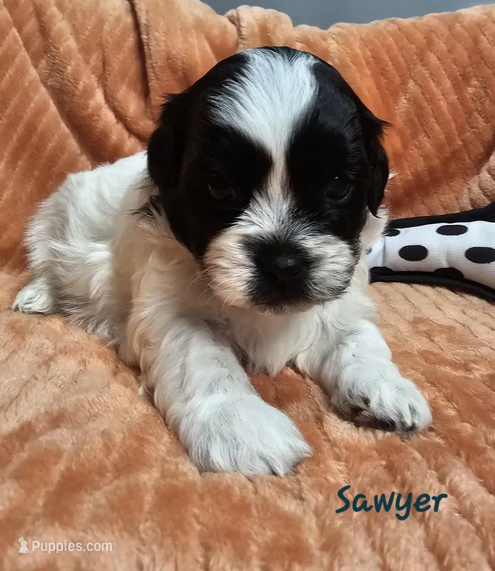 Sawyer – Shihpoo puppy for sale in Goshen, IN