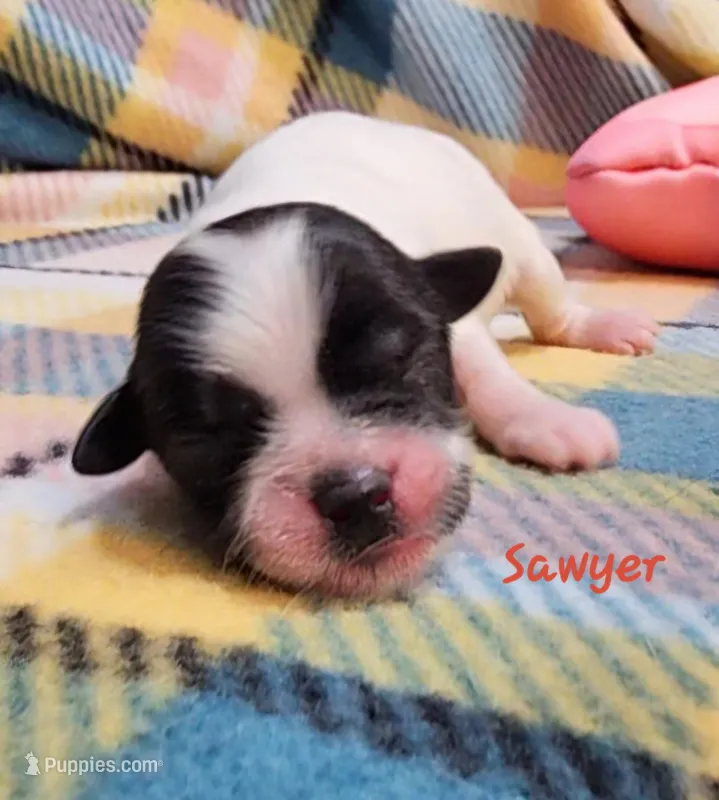 Sawyer – Shihpoo puppy for sale in Goshen, IN