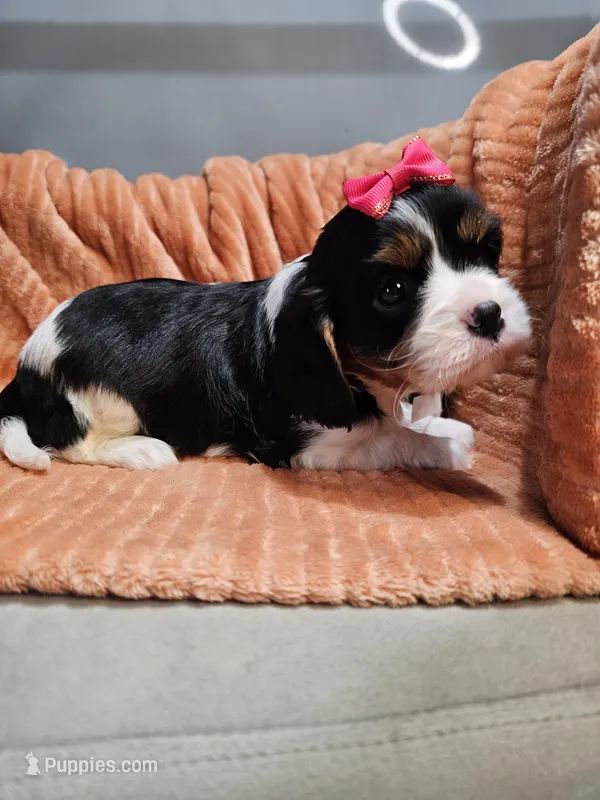 Maple – Cavalier King Charles Spaniel puppy for sale in Goshen, IN