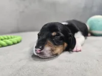 AKC Otto, a male Miniature Dachshund for sale in Goshen, IN – 4 of 8