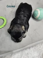 Cosmo, a male Miniature Schnauzer for sale in Goshen, IN – 8 of 8