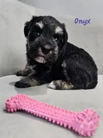 Onyx, a female Miniature Schnauzer for sale in Goshen, IN – 6 of 10
