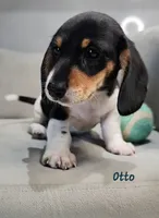 AKC Otto, a male Miniature Dachshund for sale in Goshen, IN – 4 of 10
