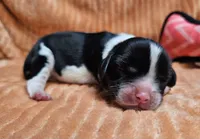 Hazel, a female Cavalier King Charles Spaniel for sale in Goshen, IN – 3 of 5