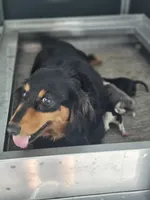 AKC Boy 3, a male Miniature Dachshund for sale in Goshen, IN – 3 of 3