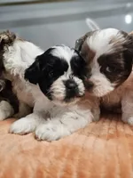 Sawyer, a male Shihpoo for sale in Goshen, IN – 4 of 10