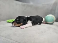 AKC Otto, a male Miniature Dachshund for sale in Goshen, IN – 3 of 8