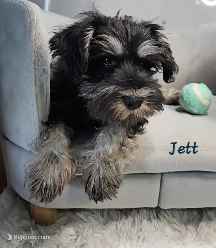Jett *Reduced* – Miniature Schnauzer puppy for sale in Goshen, IN