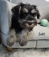 Jett *Labor Day Sale*, a male Miniature Schnauzer for sale in Goshen, IN – 1 of 9