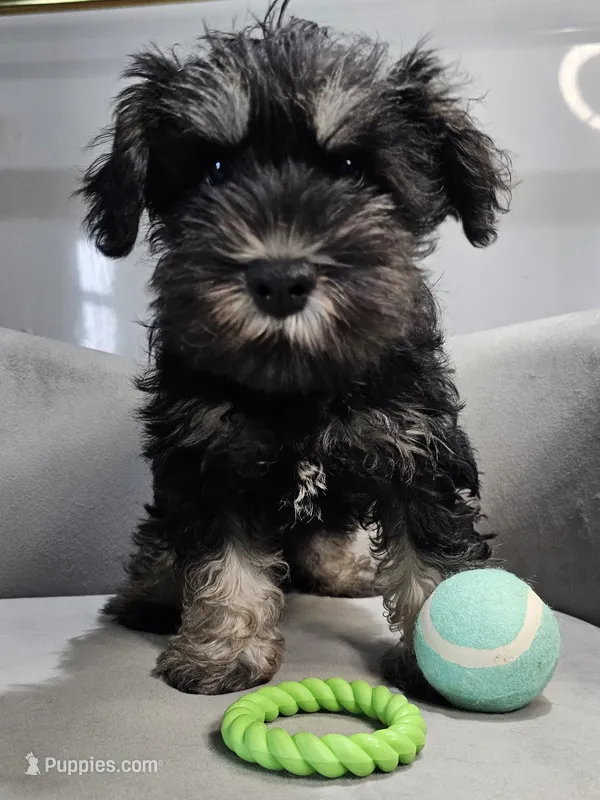 Jett – Miniature Schnauzer puppy for sale in Goshen, IN