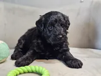 Zen, a male Schnoodle for sale in Goshen, IN – 5 of 10