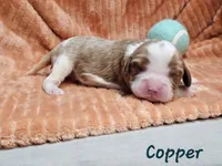 Copper, a male Cavalier King Charles Spaniel for sale in Goshen, IN – 3 of 8