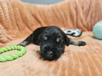 Jett, a male Miniature Schnauzer for sale in Goshen, IN – 3 of 4