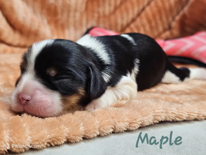 Maple – Cavalier King Charles Spaniel puppy for sale in Goshen, IN
