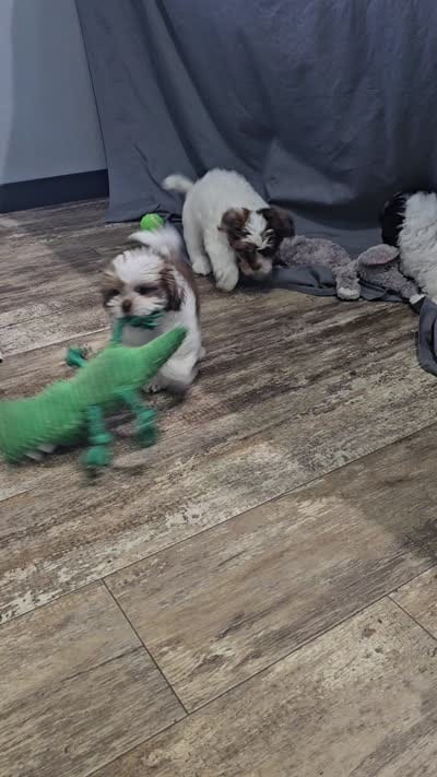 Jack, a male Shihpoo for sale in Goshen, IN – 10 of 10