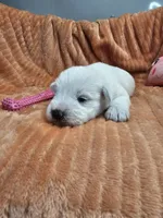 Tandy, a female Miniature Schnauzer for sale in Goshen, IN – 9 of 10
