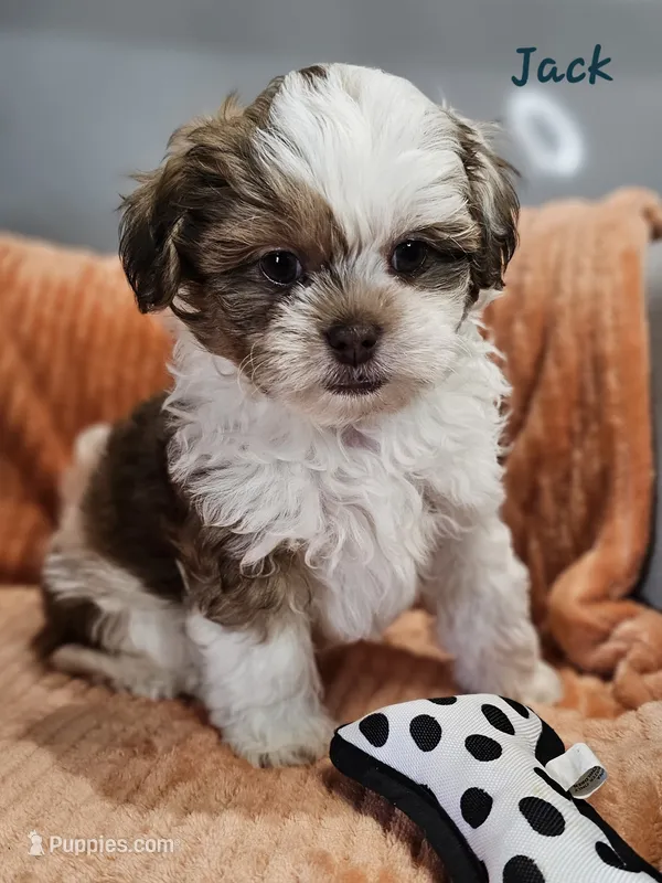 Jack – Shihpoo puppy for sale in Goshen, IN
