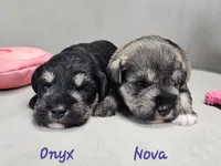 Onyx, a female Miniature Schnauzer for sale in Goshen, IN – 5 of 6
