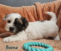 Boone, a male Shihpoo for sale in Goshen, IN – 3 of 10