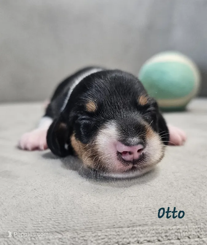 AKC Otto – Miniature Dachshund puppy for sale in Goshen, IN