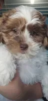 Hurley, a male Shihpoo for sale in Goshen, IN – 2 of 10