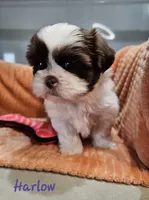 Harlow, a female Shih Tzu for sale in Goshen, IN – 6 of 10