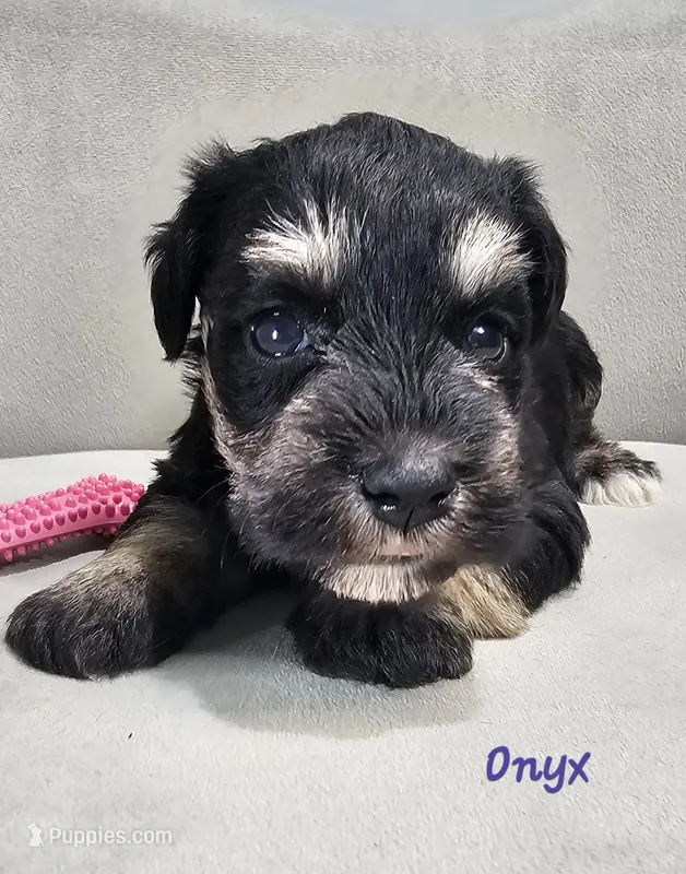 Onyx – Miniature Schnauzer puppy for sale in Goshen, IN