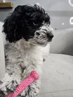 Lotus *Reduced*, a female Schnoodle for sale in Goshen, IN – 4 of 10