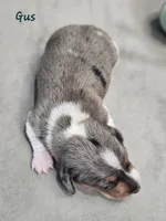 AKC Boy 2, a male Miniature Dachshund for sale in Goshen, IN – 3 of 8