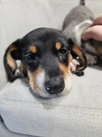 AKC Otto, a male Miniature Dachshund for sale in Goshen, IN – 2 of 10