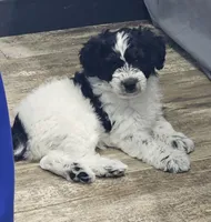 Lotus *Reduced*, a female Schnoodle for sale in Goshen, IN – 5 of 10
