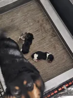 AKC Boy 3, a male Miniature Dachshund for sale in Goshen, IN – 2 of 3