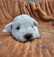 Tandy, a female Miniature Schnauzer for sale in Goshen, IN – 8 of 10