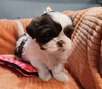 Harlow, a female Shih Tzu for sale in Goshen, IN – 9 of 10