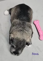 Nova, a female Miniature Schnauzer for sale in Goshen, IN – 4 of 7