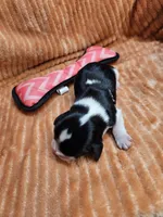 Maple, a female Cavalier King Charles Spaniel for sale in Goshen, IN – 2 of 6