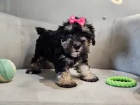 Onyx, a female Miniature Schnauzer for sale in Goshen, IN – 4 of 10